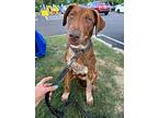 Ryan ~ Meet Me!, Chesapeake Bay Retriever For Adoption In Jackson, Tennessee