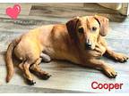 Cooper, Dachshund For Adoption In Bensalem, Pennsylvania