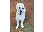 Toffee, Retriever (unknown Type) For Adoption In Shawnee, Oklahoma