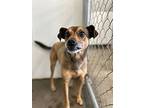 Echo, Miniature Pinscher For Adoption In Camarillo, California