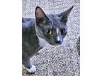 Willie, Domestic Shorthair For Adoption In Rutherfordton, North Carolina