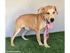 Arnold, Labrador Retriever For Adoption In San Diego, California