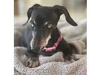 Hailey, Dachshund For Adoption In Weston, Florida