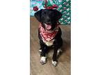 Reagan, Labrador Retriever For Adoption In Decatur, Indiana