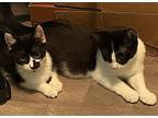 Blackberry Sorbet, Domestic Shorthair For Adoption In Warren, Connecticut