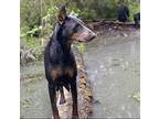 Nyx (foster Needed, Edmonton, Ab), Doberman Pinscher For Adoption In Edmonton