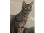 Rice Kitty - Sweet Shy Rescued From Abuser, American Shorthair For Adoption In
