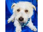 Archie, Terrier (unknown Type, Small) For Adoption In Corona, California
