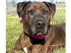 Willow, Labrador Retriever For Adoption In Aurora, Illinois