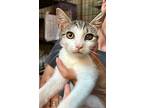 Margarita, Domestic Shorthair For Adoption In Pittsboro, North Carolina