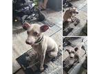 Spike~, Miniature Pinscher For Adoption In Columbia, Tennessee