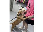 Mindy, Parson Russell Terrier For Adoption In Columbia, Tennessee