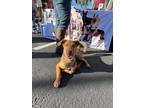 Adopt Elvis a Brown/Chocolate - with Tan German Shepherd Dog / Australian