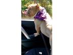 Adopt Fella a Tan/Yellow/Fawn - with White American Staffordshire Terrier /