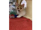 Adopt Posie a Calico or Dilute Calico Domestic Shorthair (short coat) cat in