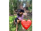 Adopt Bruce Wayne a Black - with Tan, Yellow or Fawn Mixed Breed (Medium) dog in