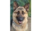 Adopt Mika von Manhagen a Black - with Tan, Yellow or Fawn German Shepherd Dog /
