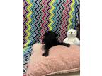Adopt Vegas a Black Mixed Breed (Medium) dog in Whiteville, NC (37508662)
