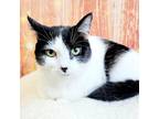 Adopt Cindy Clawford a Black & White or Tuxedo Domestic Shorthair (short coat)
