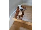 Adopt Scotty a Tan/Yellow/Fawn - with White Basset Hound / Mixed dog in San