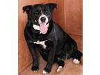 Adopt Mamas a Black - with White Border Collie / Mixed Breed (Medium) dog in San