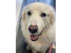 Adopt Libby - PLEASE READ ALL INFORMATION a White Great Pyrenees / Mixed dog in