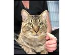 Adopt Turtle a Gray or Blue Domestic Shorthair / Mixed cat in Bossier City