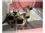 Pug PUPPY FOR SALE ADN-825155 - Meet the Family of Sir PP and Yuki