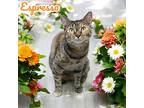 Espresso, Domestic Shorthair For Adoption In Nashville, Georgia