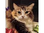 Ariabella, Maine Coon For Adoption In New Braunfels, Texas