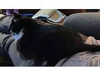 Posey, Domestic Shorthair For Adoption In Denver, North Carolina