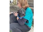 Sj, American Staffordshire Terrier For Adoption In White Plains, New York