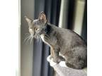 Mochi, Domestic Shorthair For Adoption In Oxford, Mississippi