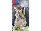 Granger, Nyx, Meeko, Benson..., Domestic Shorthair For Adoption In Brantford
