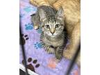 Sydney, American Bobtail For Adoption In Spring Branch, Texas