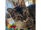 Kitty Kat, Domestic Shorthair For Adoption In Silverton, Oregon