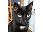 Poncho, Bombay For Adoption In Paris, Kentucky