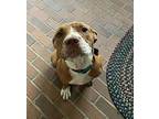 Ruby Roo (6mo, 30lbs), Terrier (unknown Type, Medium) For Adoption In Hinton
