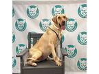 Rosalyn 57 Pounds, Labrador Retriever For Adoption In Marlton, New Jersey