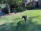 Dexter, Doberman Pinscher For Adoption In Fleetwood, Pennsylvania