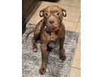 Beatrix, American Staffordshire Terrier For Adoption In Rosenberg, Texas