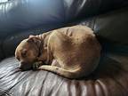 Cera, Terrier (unknown Type, Small) For Adoption In Boerne, Texas