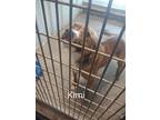 Kimi (sampson), American Pit Bull Terrier For Adoption In Lowville, New York