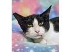 Baby Girl - Rc Petsmart, Domestic Shorthair For Adoption In Chino, California