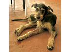 Fara, Airedale Terrier For Adoption In Gig Harbor, Washington