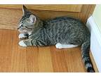 Jack, American Shorthair For Adoption In Greensboro, North Carolina