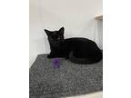 Wanda, Domestic Shorthair For Adoption In Massillon, Ohio