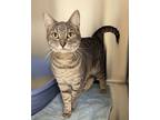 Tiff, Domestic Shorthair For Adoption In Yankton, South Dakota