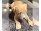 American Bully PUPPY FOR SALE ADN-825300 - American bully classic puppies