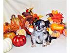 Chihuahua PUPPY FOR SALE ADN-825275 - Gorgeous Merle Short and Long Coat Apple